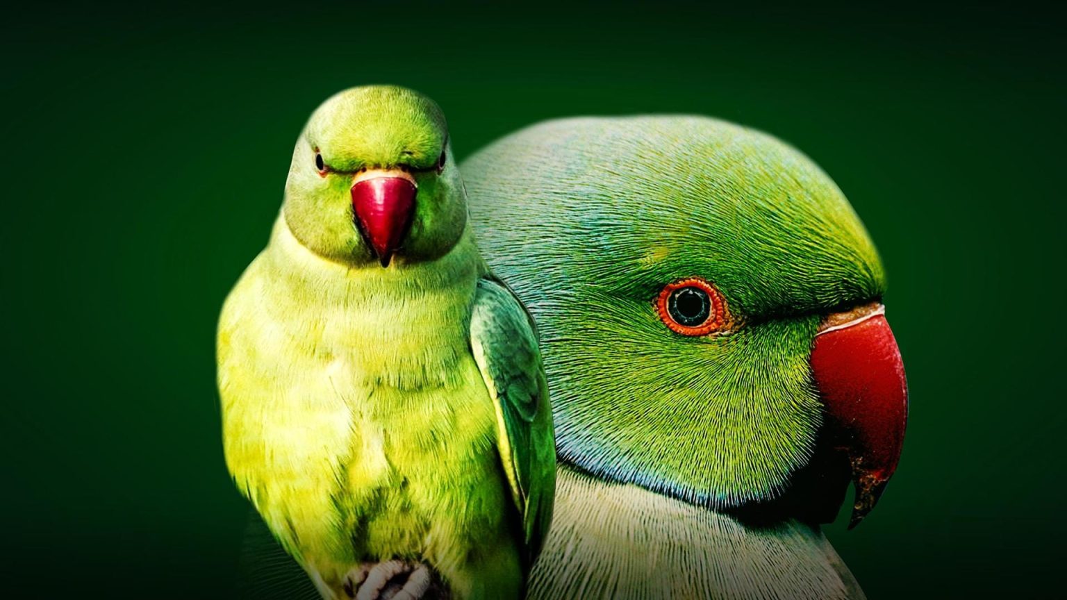 Parrots: Nature’s Colorful and Intelligent Avian Wonders l57220230704203905